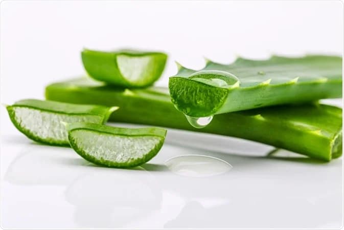 چگونه گیاه آلوئه ورا را زنده نگه دارید؟